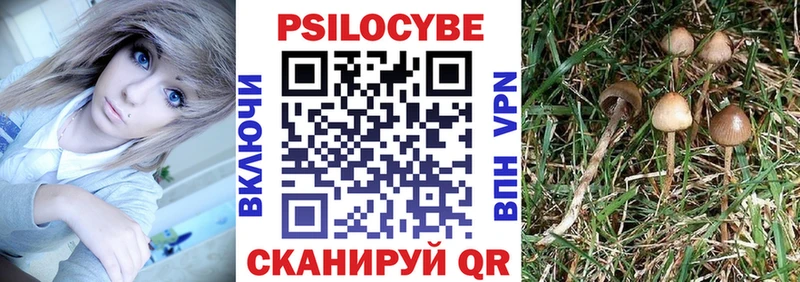 mega ССЫЛКА  как найти закладки  Звенигород  Псилоцибиновые грибы Psilocybine cubensis 